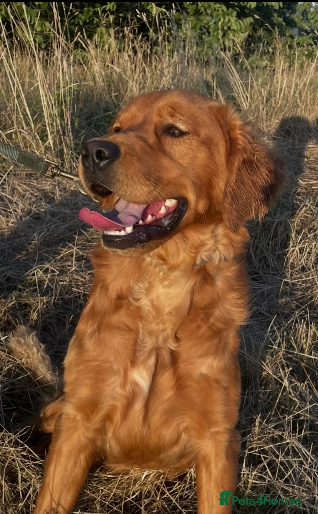 Golden Retriever dogs for stud: Dark Red Working Retriever  - Advert 1