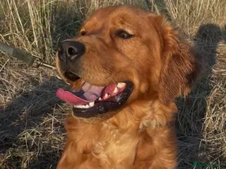 Golden Retriever dogs Dark Red Working Retriever - Advert 6