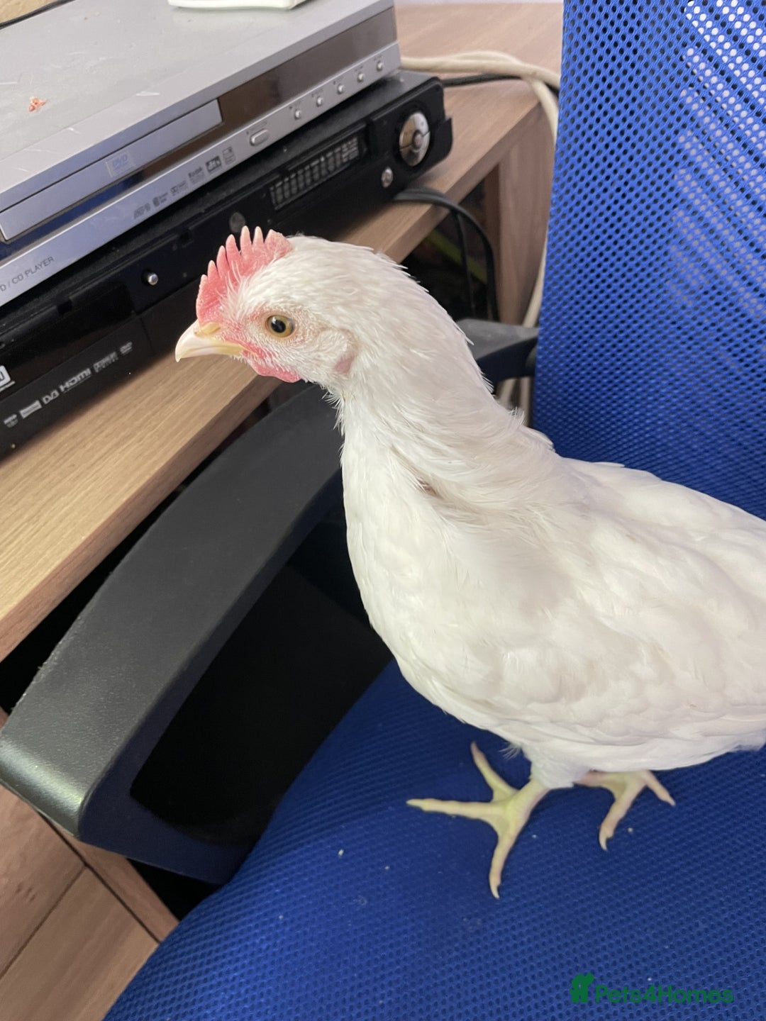 Chickens poultry for sale: Six week old chicks - Image 1
