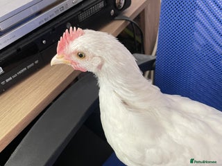 Chickens poultry - Advert 5
