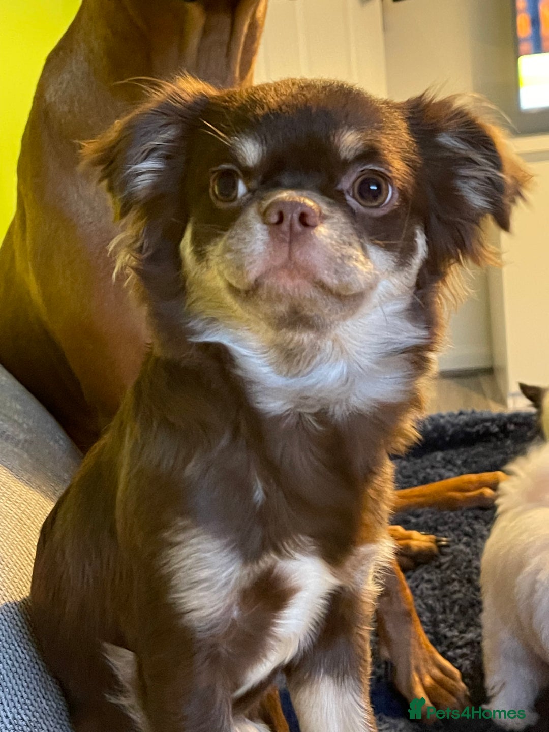 Chihuahua dogs for sale: Russian long coat chihuahua  - Advert 11