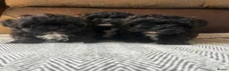Shihpoo dogs for sale: Shihpoo puppies - Advert 4