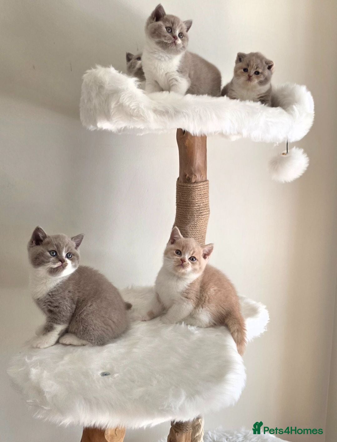 British Shorthair cats Exceptional Champion🏆 British longhair kitten - Advert 1