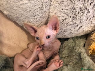 Sphynx cats Sphynx kittens - Advert 8