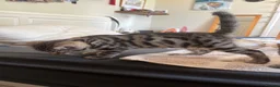 Bengal cats for sale: Beautifully marked Bengal cross kittens. - Advert 9