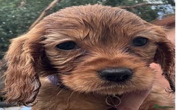 Mixed Breed dogs for sale: Cockalier puppies F1 for sale - Image 2