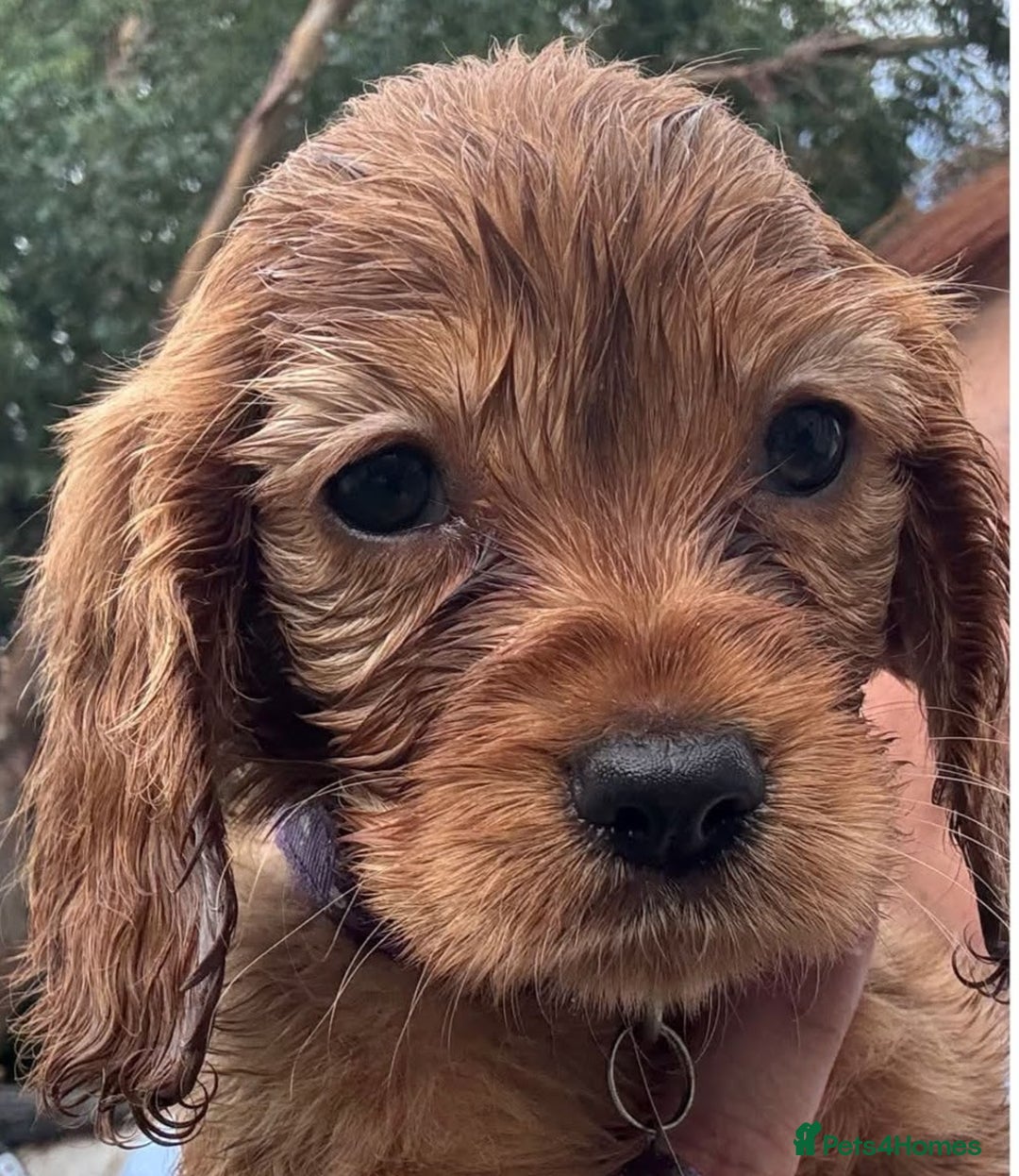 Mixed Breed dogs for sale: Cockalier puppies F1 for sale - Image 2