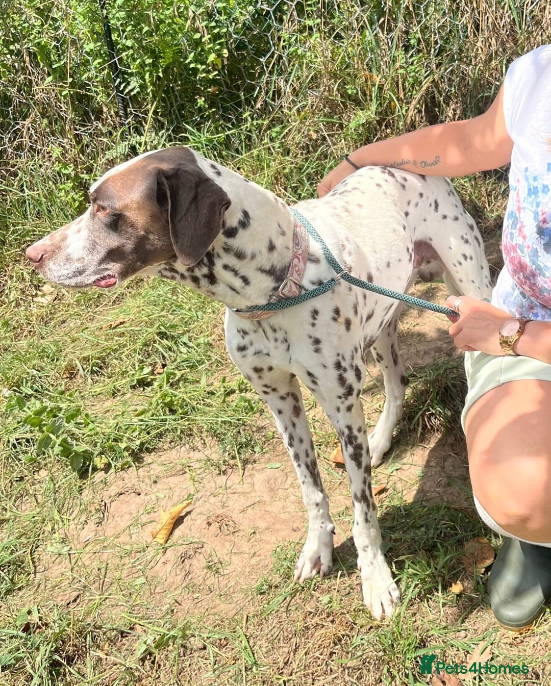 German Shorthaired Pointer dogs for adoption: Domino, a stunning young pointer cross - Image 3