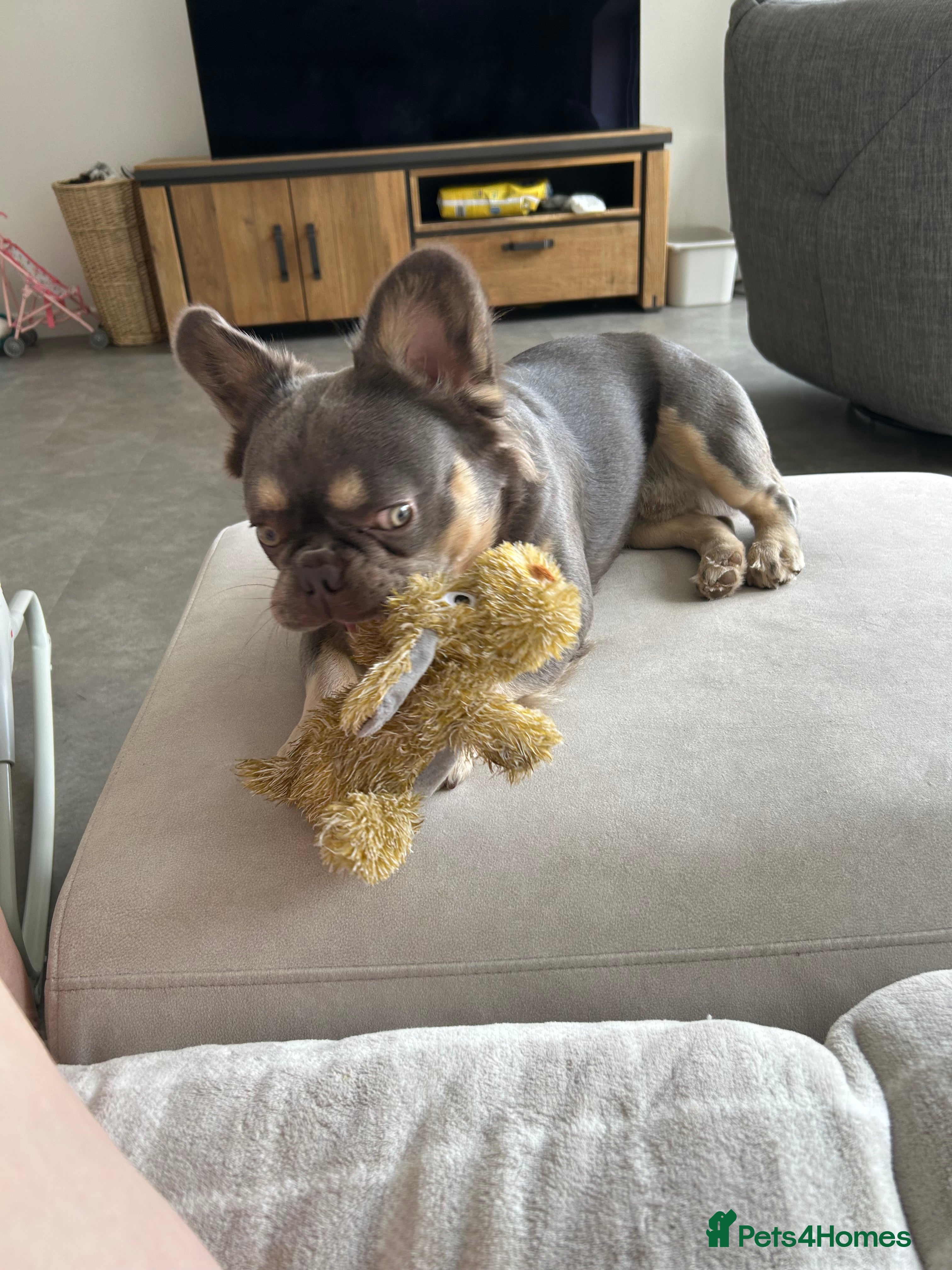 French Bulldog dogs for sale: Fluffy French Bulldog Archie  in Peterborough - Advert 8