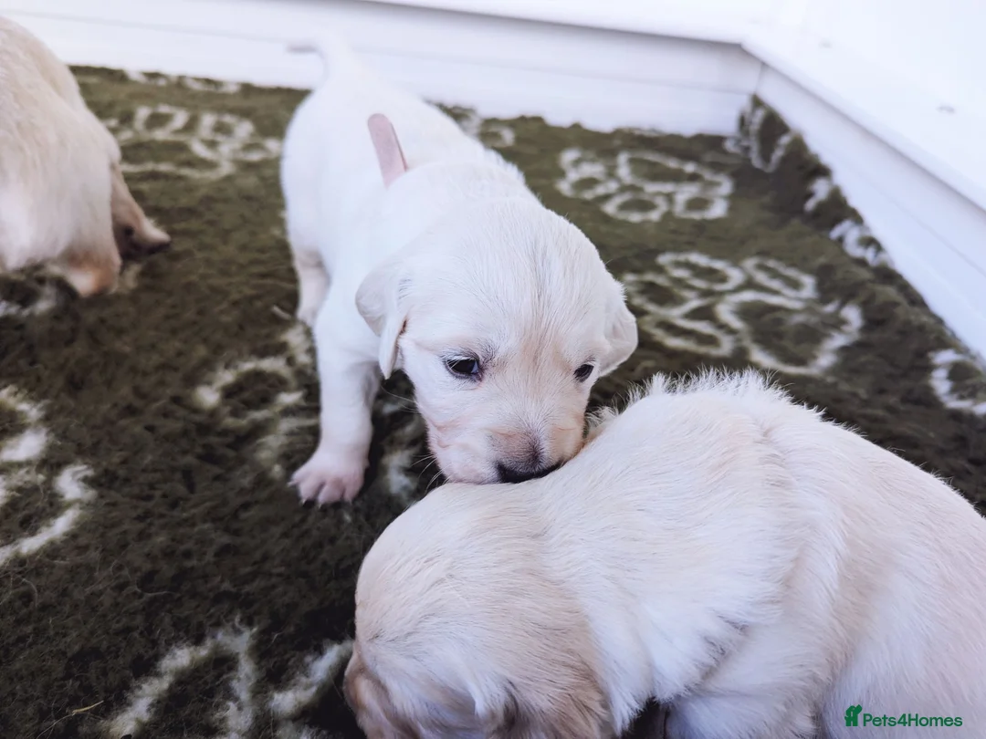 Golden Retriever dogs for sale: Chunky cream and golden puppies - Advert 8