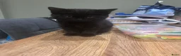 British Shorthair cats for sale: British shorthair cross kittens 🐾 Ready to leave - Advert 9