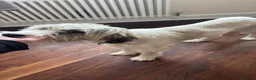 Mixed Breed dogs for adoption: RAYNA - Advert 3