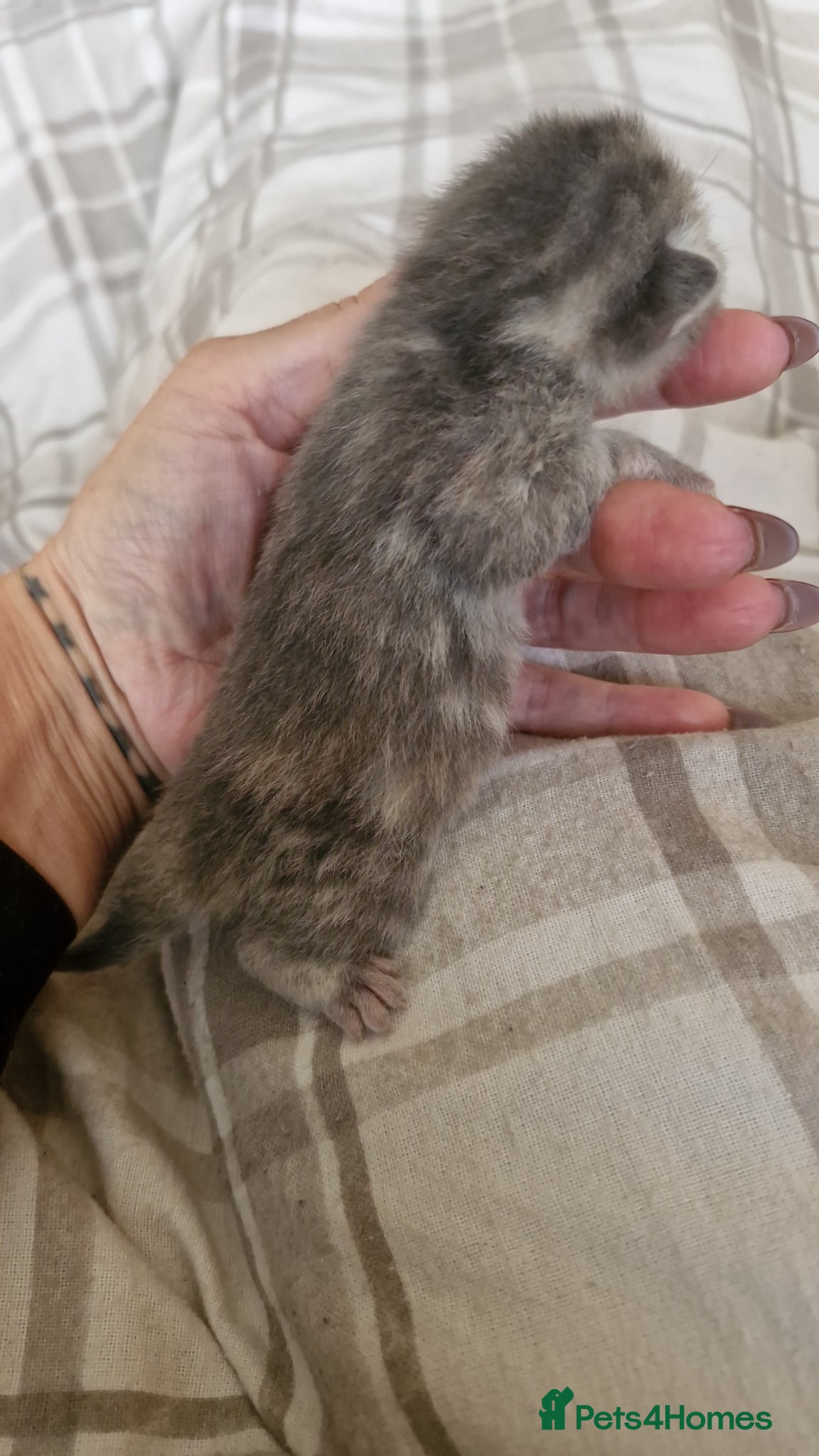 British Shorthair cats for sale: Half british shorthair kittens  - Advert 7