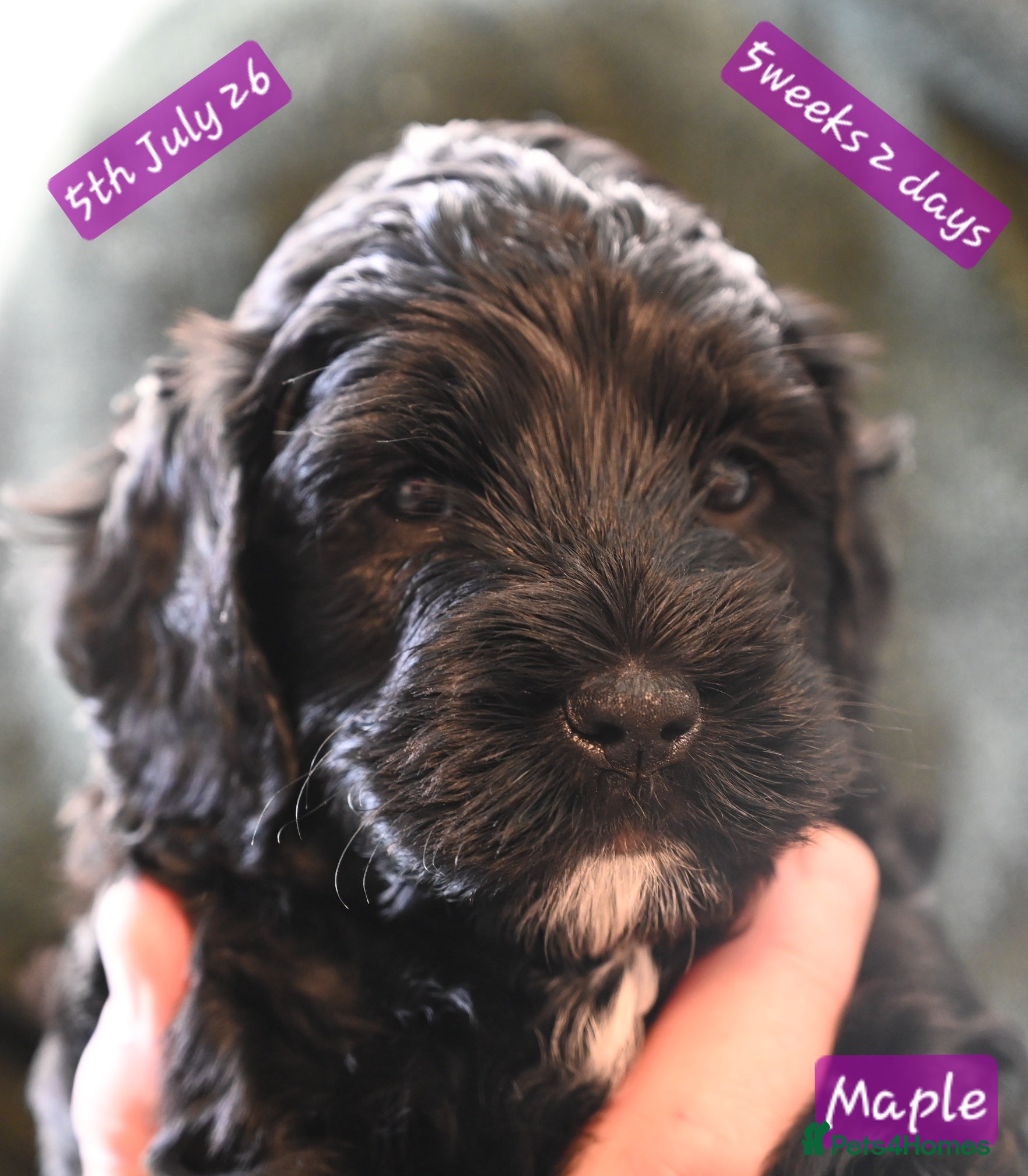 Cockapoo dogs 🐾F2 Cockapoos Puppies Wiltshire💗💗💗💙💙 - Advert 2