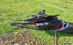 Mixed Breed dogs for adoption: 💖🐶 MARY 🐶💖 - Advert 7