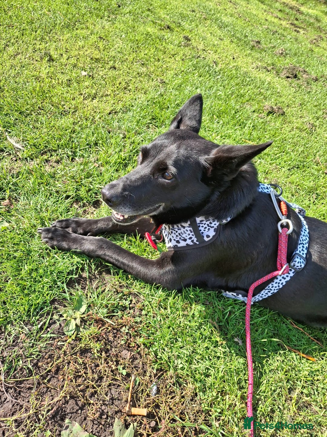 Mixed Breed dogs for adoption: 💖🐶 MARY 🐶💖 - Advert 7