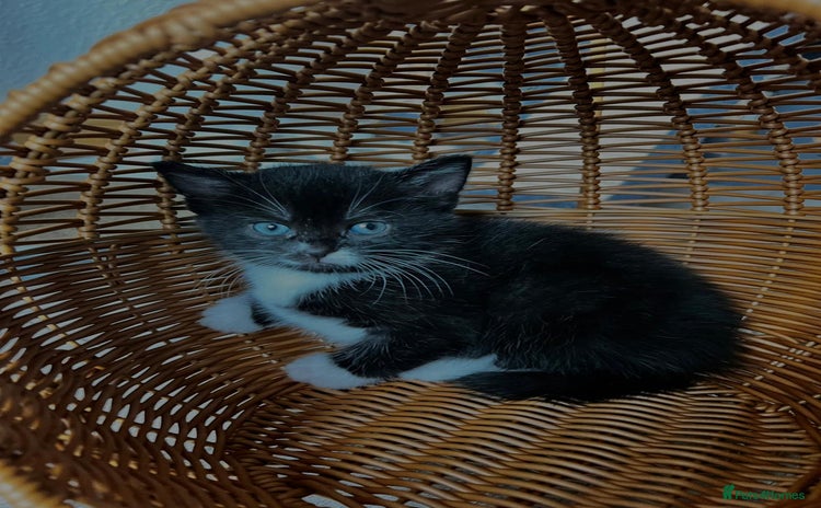 Scottish Fold cats - Advert 1