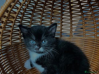 Scottish Fold cats - Advert 31