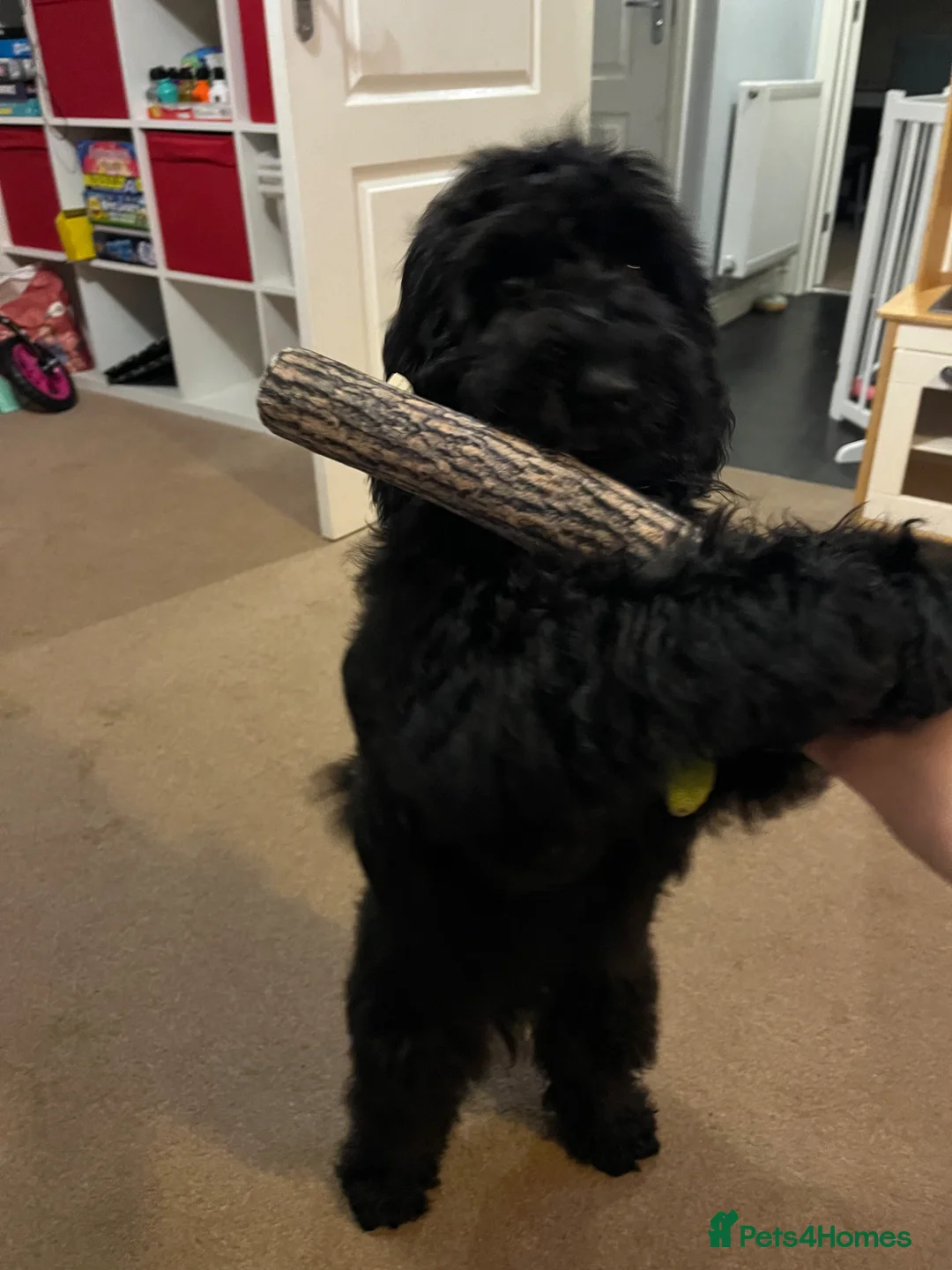 Cockapoo dogs for sale: 6 month old cockerpoo male - Advert 2