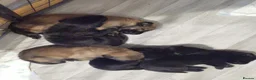 German Shepherd dogs for sale: Beautiful german shepherd puppies for sale  - Advert 23