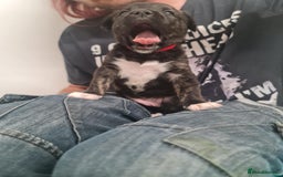Mixed Breed dogs for sale: Lab x staffy - Image 3