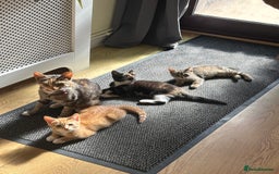 Mixed Breed cats for sale: Kittens, 2 female and one male - Image 3