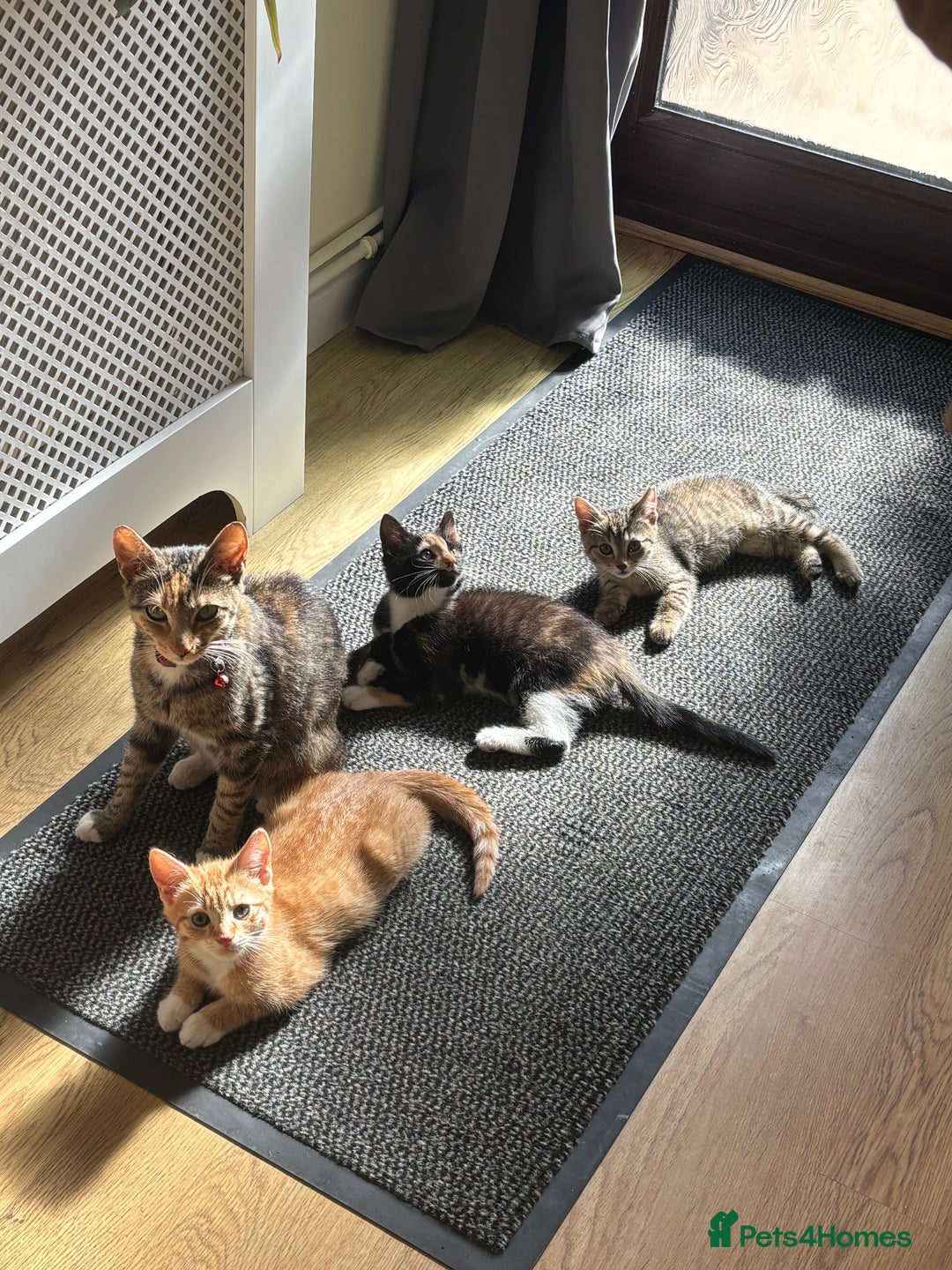 Mixed Breed cats for sale: Kittens, 2 female and one male - Image 3