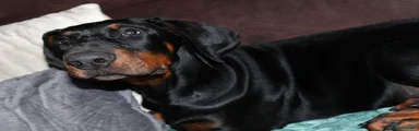 Dobermann 2