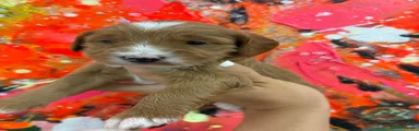 Goldendoodle Puppy 2