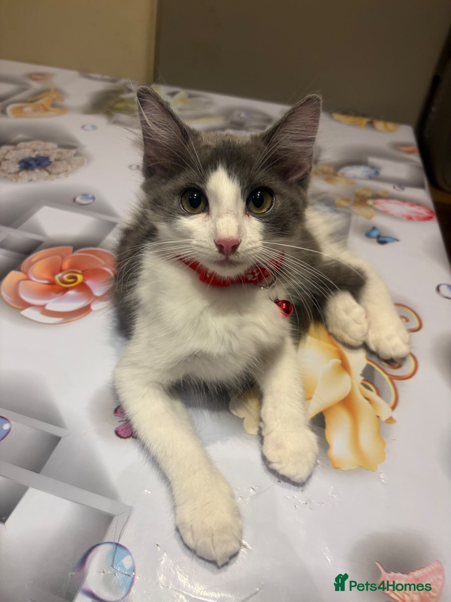 Turkish Angora cats Mix Turkish Angora kitten - Advert 5
