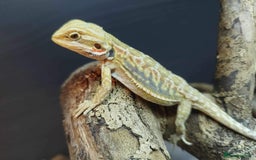 Bearded Dragon reptiles for sale: Bearded dragons for sale  - Image 2