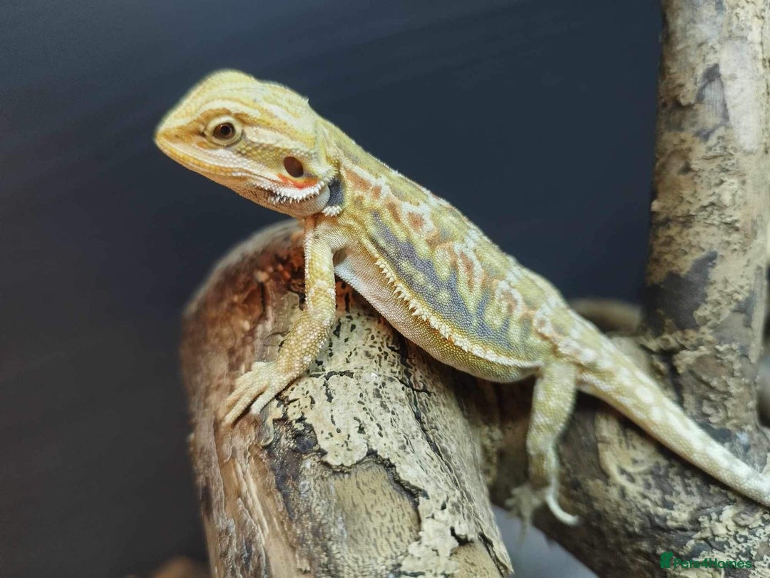 Bearded Dragon reptiles for sale: Bearded dragons for sale  - Image 2