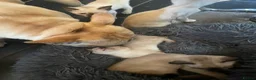 Bengal cats for sale: BEAUTIFUL❤️ OUTSTANDING FELINES KITTENS 🐈‍⬛❤️ - Advert 22