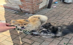 Chow Chow dogs for sale:  🐾 LAST TWO Ready to go STUNNING GIRL chow chows* - Image 3