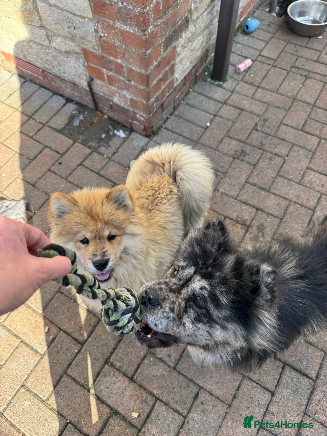 Chow Chow dogs for sale:  🐾 LAST TWO Ready to go STUNNING GIRL chow chows* - Image 3