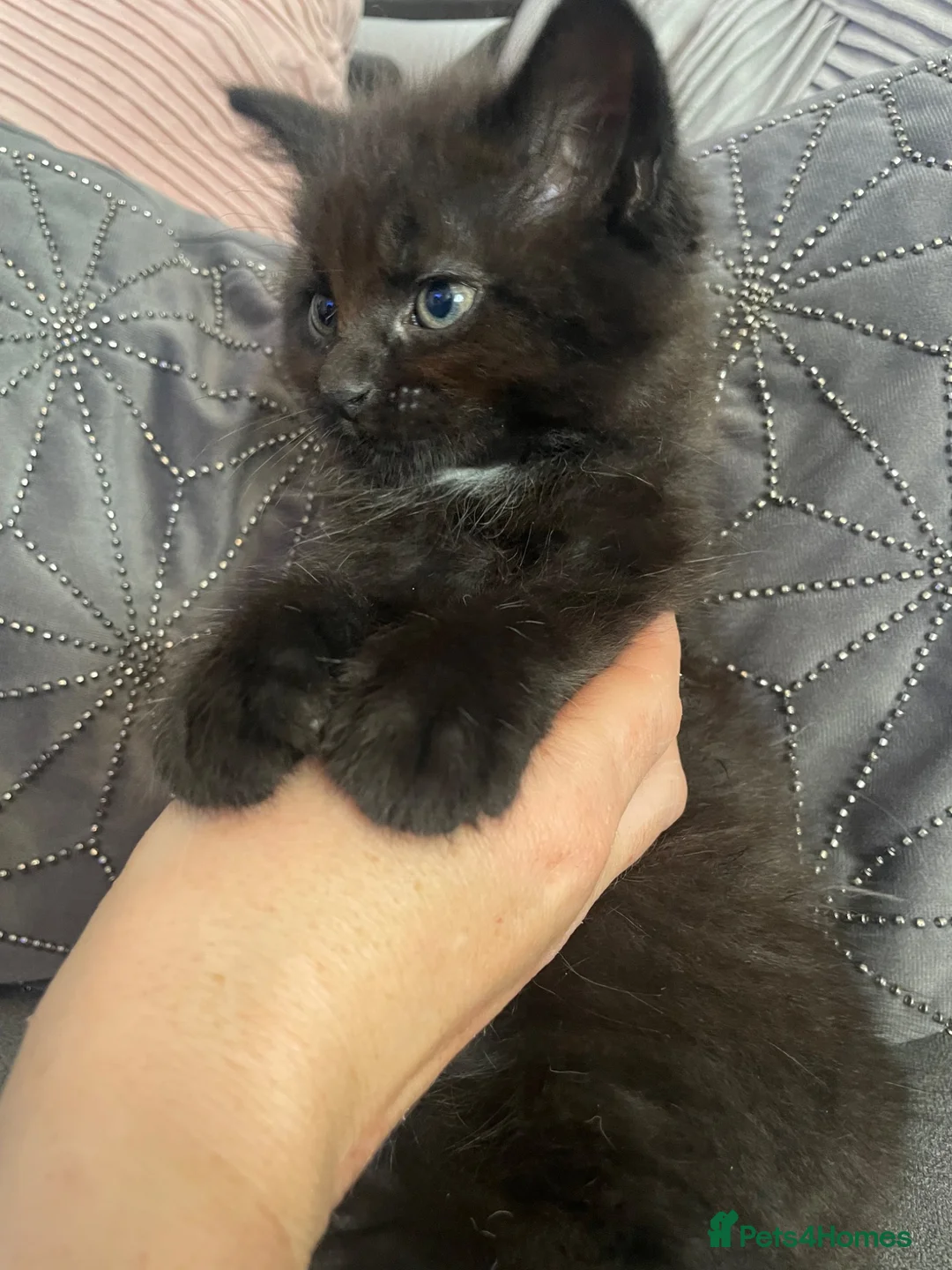 Mixed Breed cats for sale: Beautiful Black Male Kitten  in Banff - Advert 2