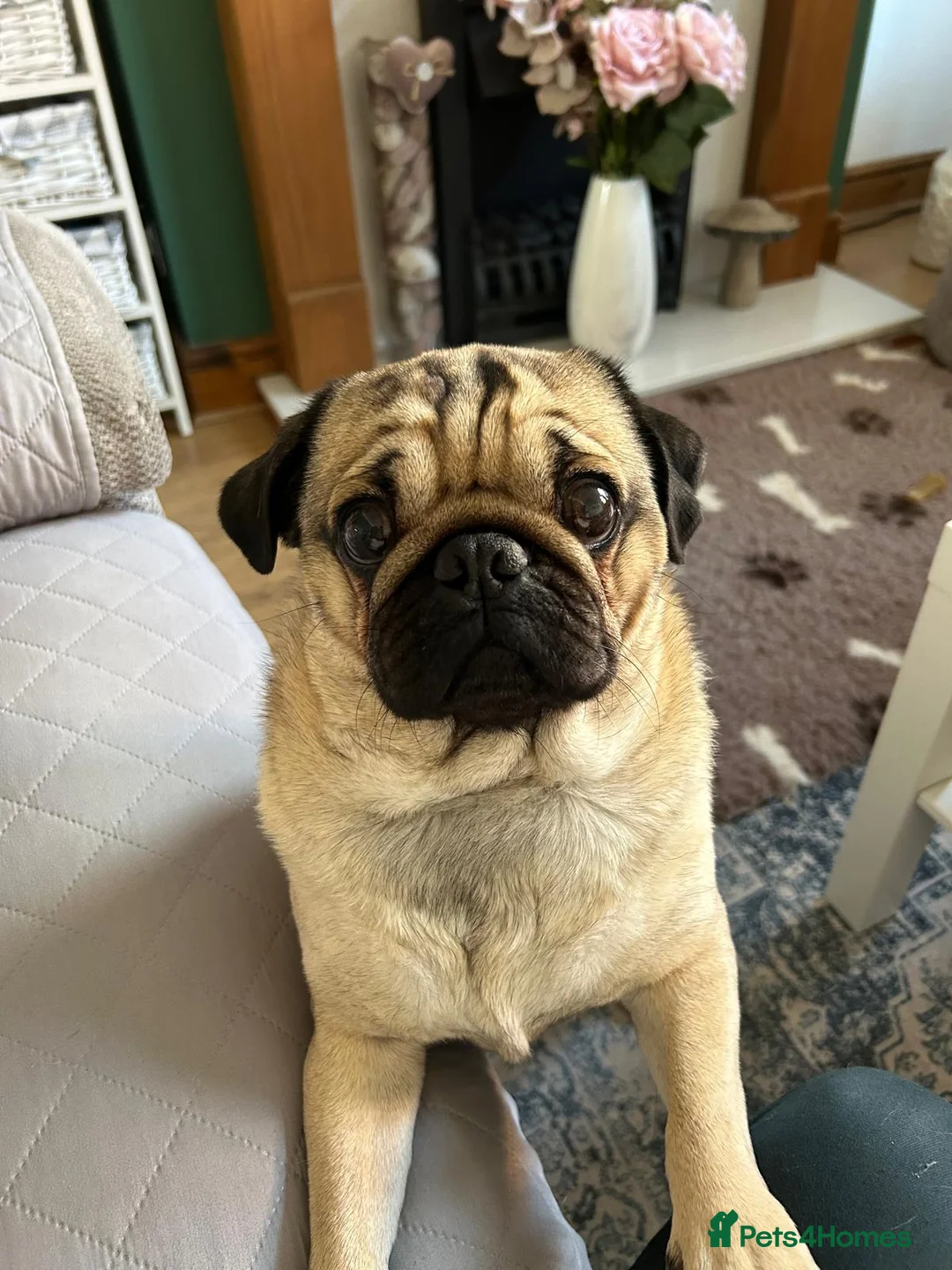 Pug dogs for sale: Male Pug called Milo  - Advert 2
