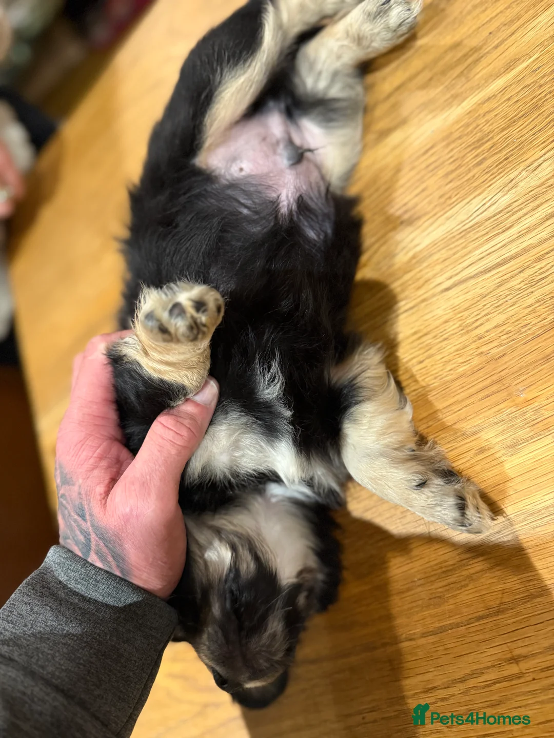 Mixed Breed dogs for sale: Chi-spaniels  - Advert 6