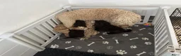Lagotto Romagnolo dogs for sale: Amazing Lagotto Romagnolo Truffle Trained Puppies  - Advert 4