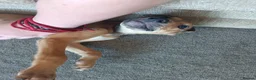 Lurcher dogs for sale: Beautiful Working Stock Male Lurcher Puppy - Advert 3