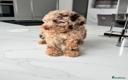 Cockapoo dogs for sale: Stunning Cockapoo Litter  - Image 6