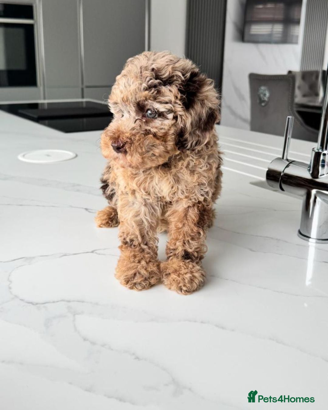 Cockapoo dogs for sale: Stunning Cockapoo Litter  - Image 6