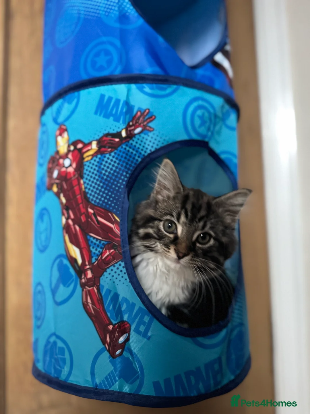 British Longhair cats for sale: Beautiful fluffy boy kitten - Advert 15