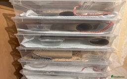 Corn Snake reptiles for sale: Baby corn snakes, snows, amel het palmetto, anery - Image 2