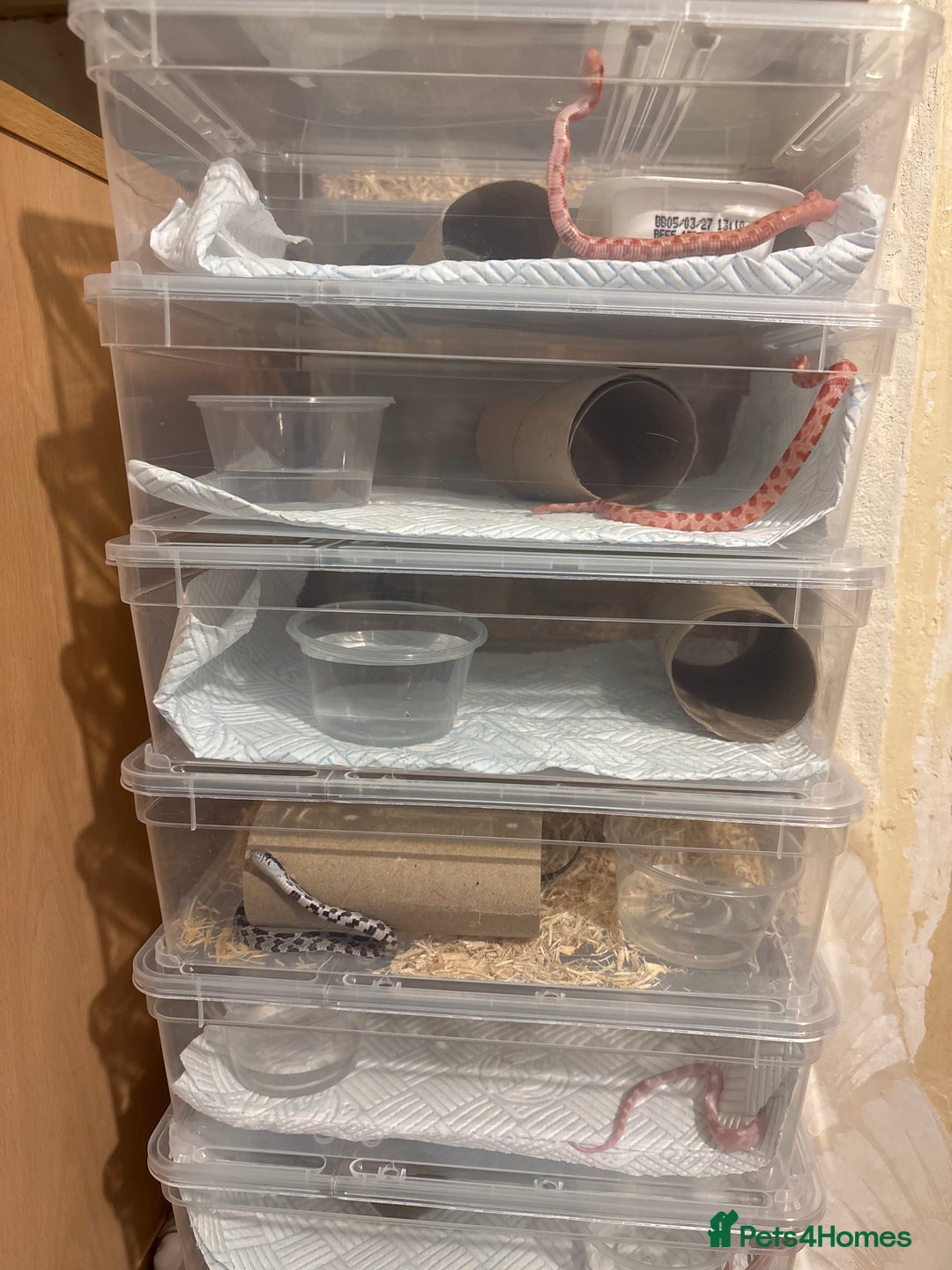 Corn Snake reptiles for sale: Baby corn snakes, snows, amel het palmetto, anery - Image 2