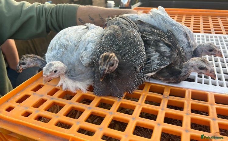 Guinea Fowl poultry - Advert 1