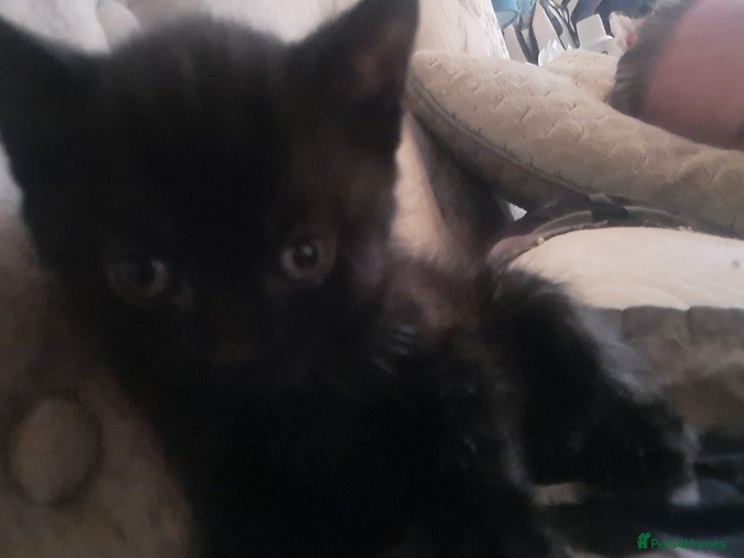 British Shorthair cats for sale: Ready now - Image 4