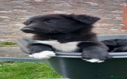 Border Collie dogs for sale: 7 adorable puppies available NOW - Image 8