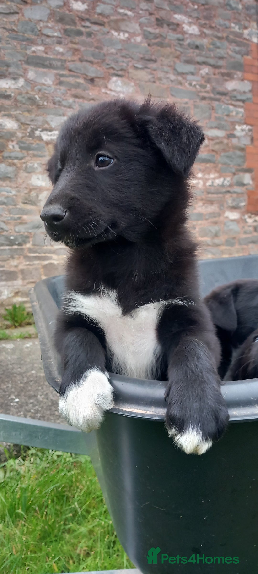 Border Collie dogs for sale: 7 adorable puppies available NOW - Image 8
