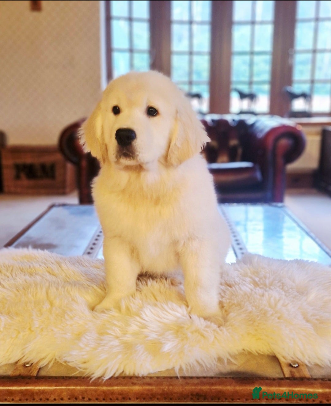 Golden Retriever dogs Newmiller Retrievers - One Girl Avaliable  - Advert 1